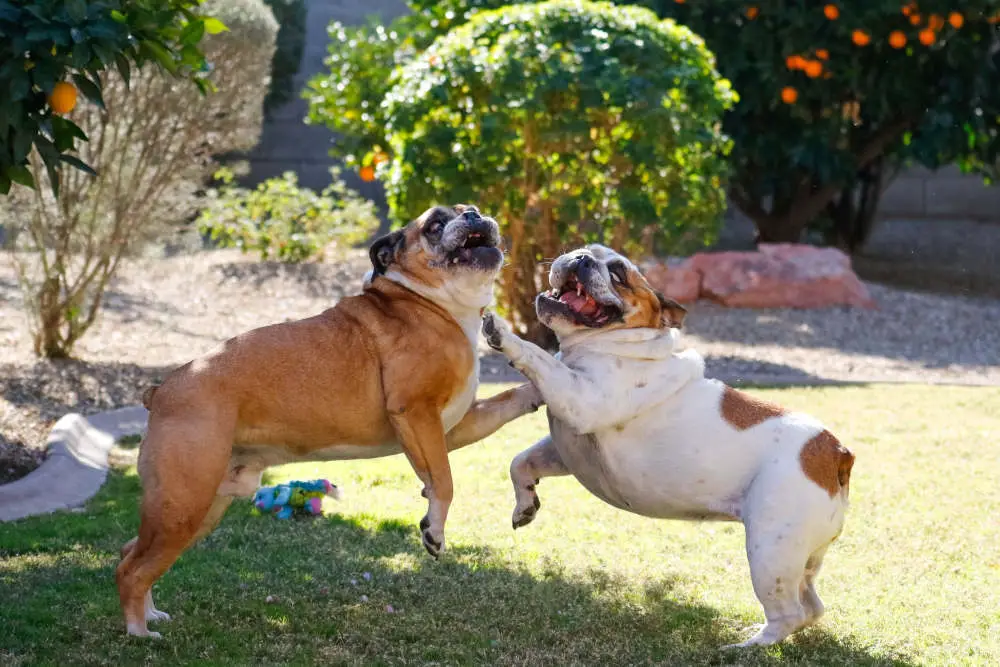 Bulldogs playing with each other