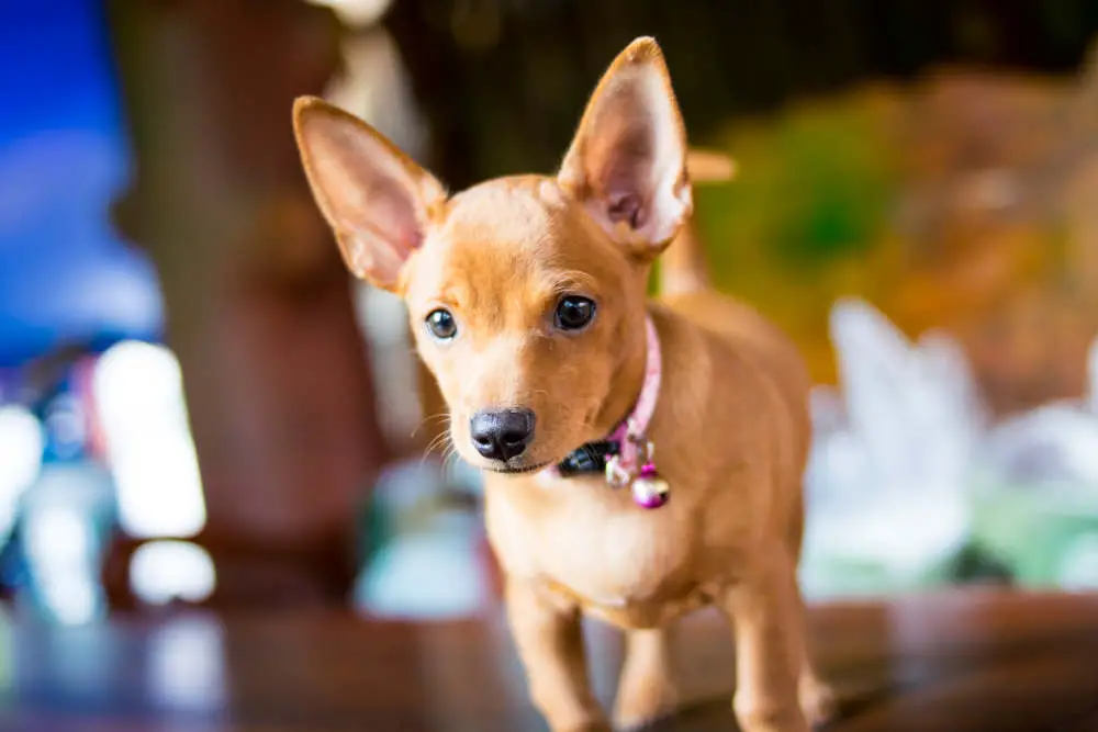 Chihuahua in the house
