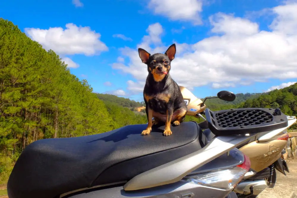 Chihuahua on motorcycle