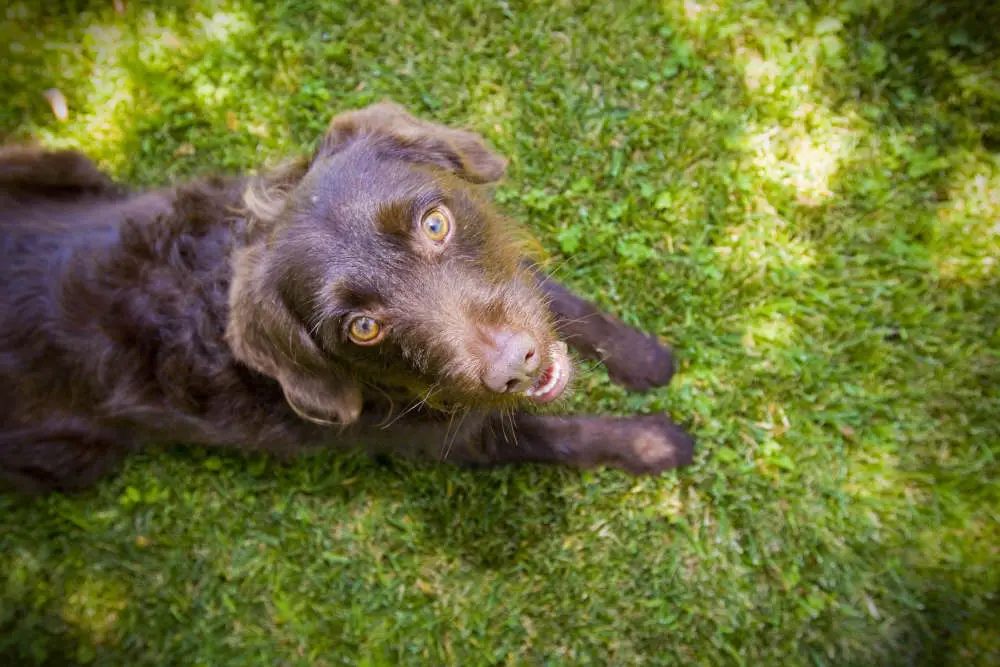 Chocolate Labradoodle