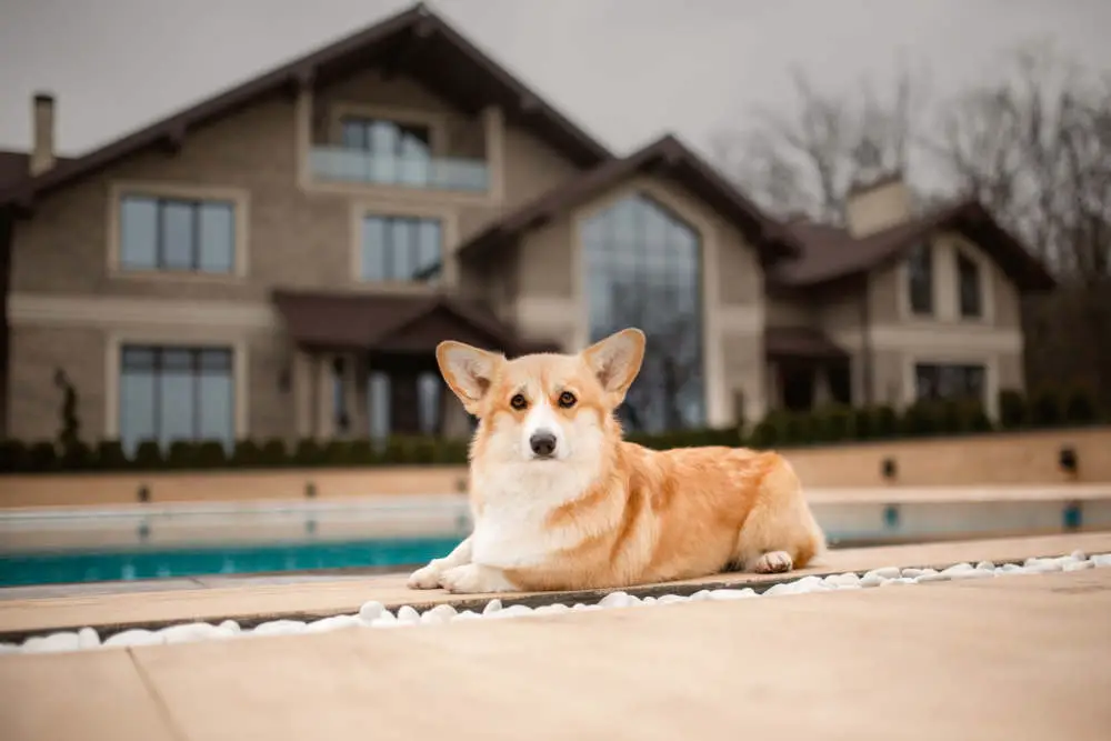 Corgi puppy by pool