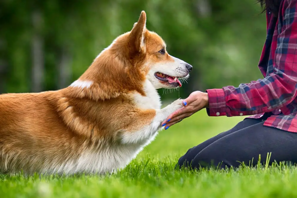 Corgi with paw on owner