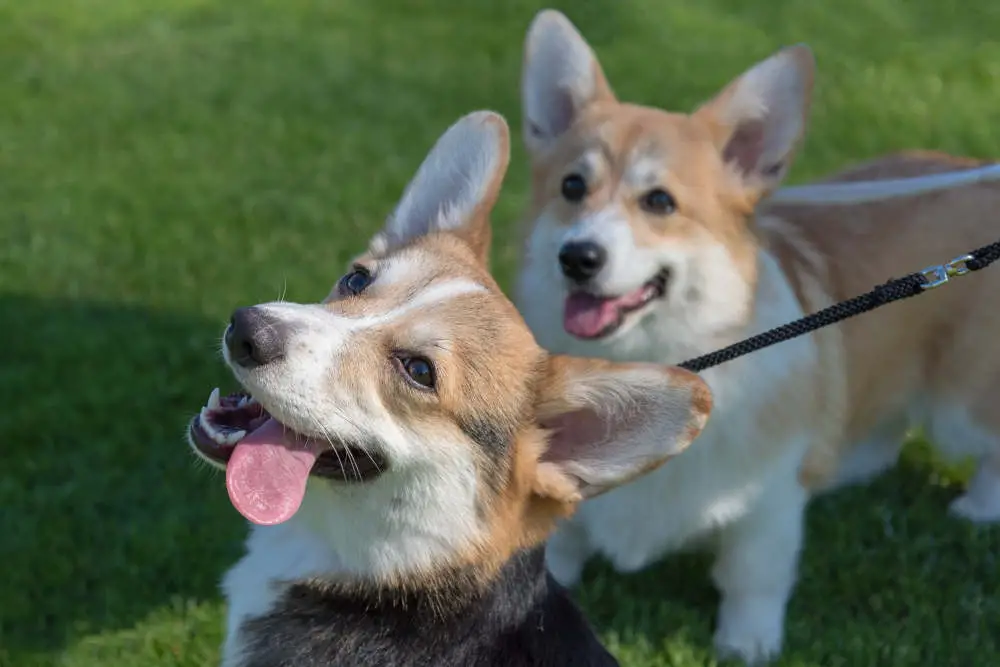 Corgis having fun with tongue out