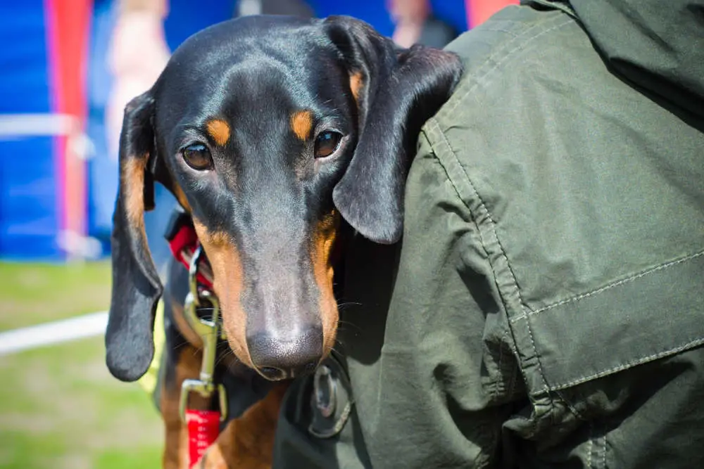 Dachshund being held