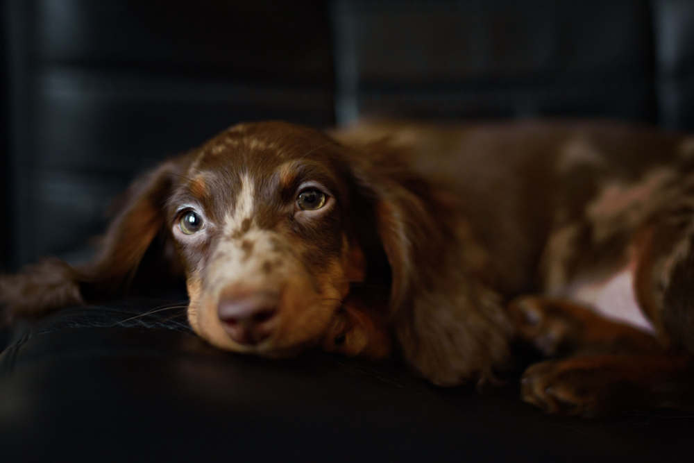 Cute Dachshund