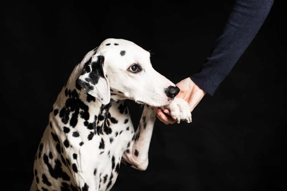 Dalmatian holding hands