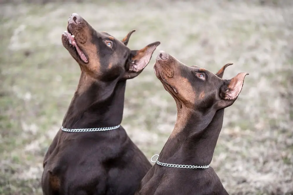 Dobermans waiting for treat