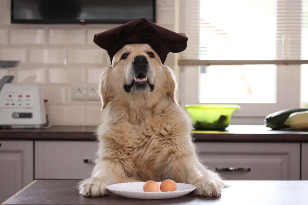 dog chef