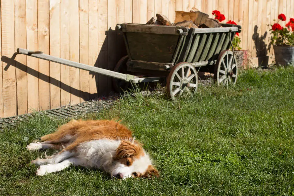 Dog laying in yard