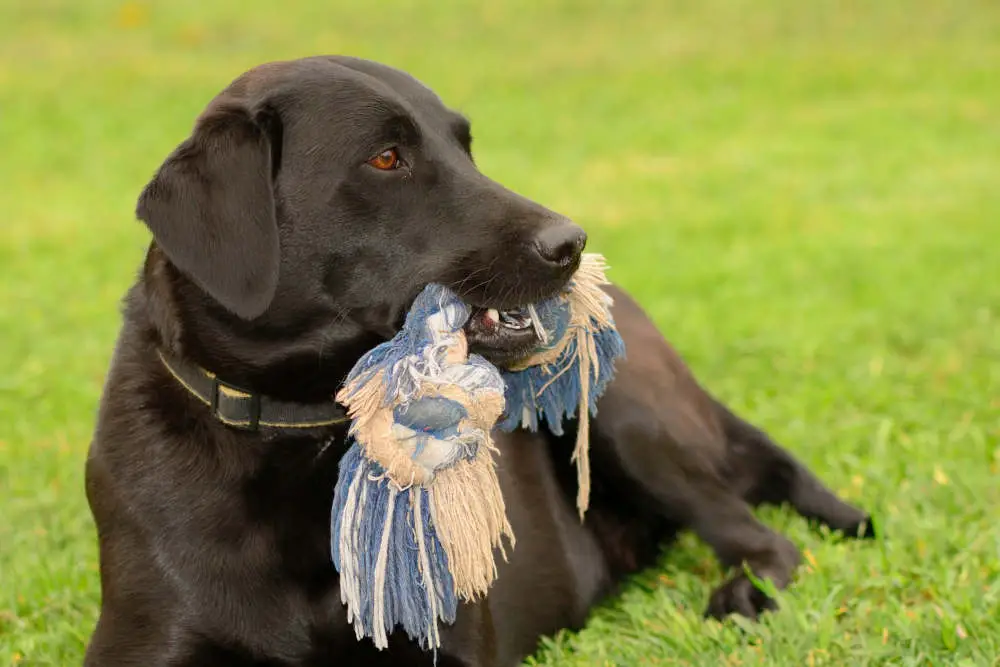 Dog outside with toy