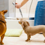 Dogs worried about bath time