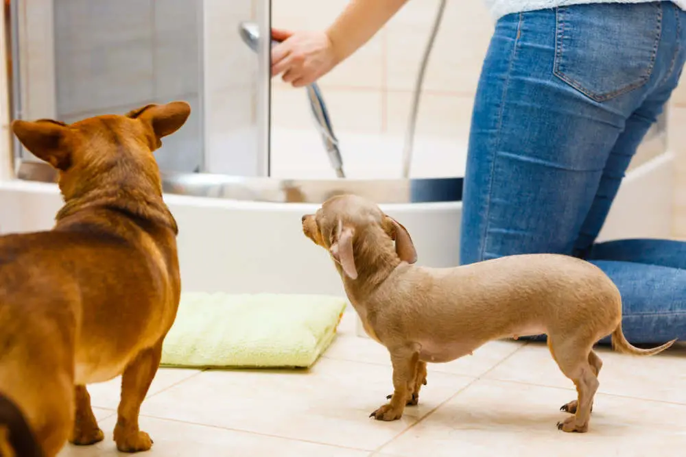 Dogs worried about bath time