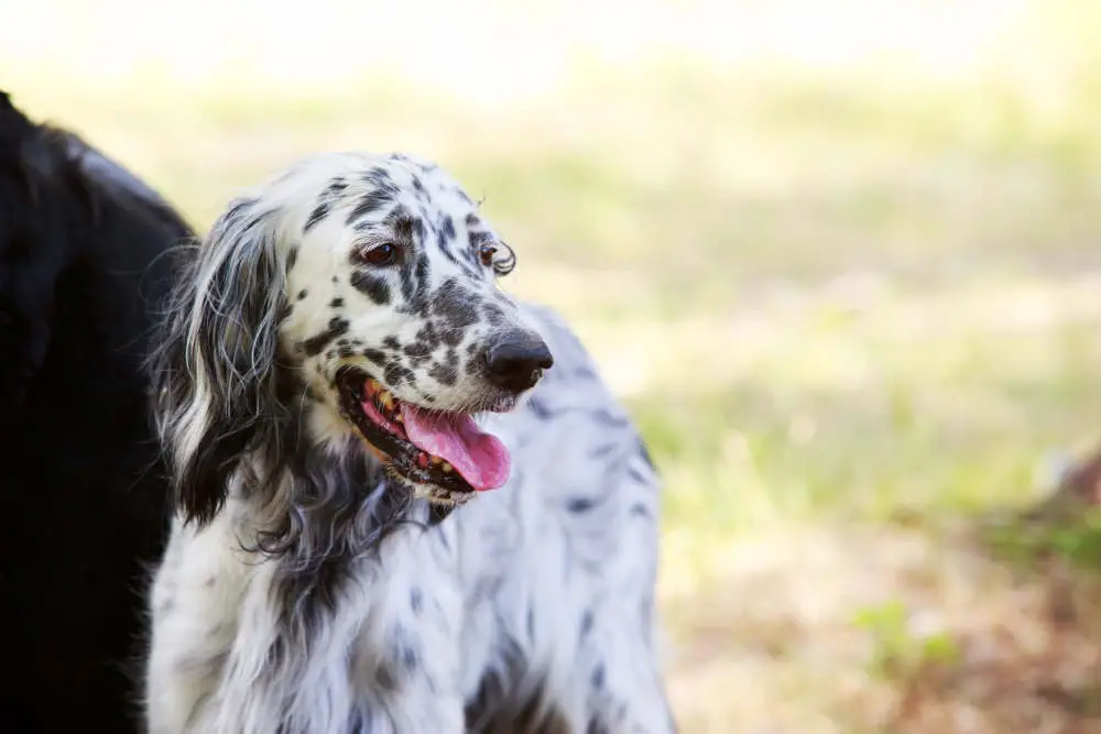 English Setter