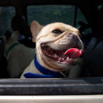 French Bulldog in car