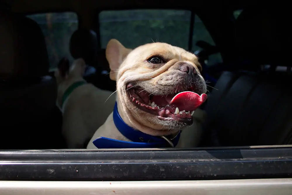 French Bulldog in car