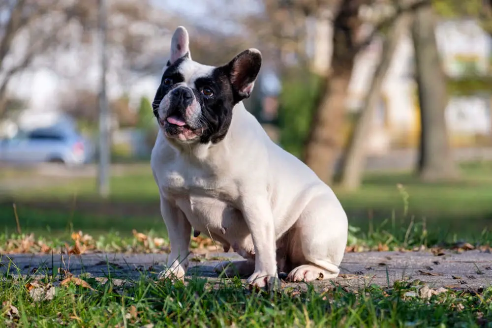 French Bulldog posing for picture in park