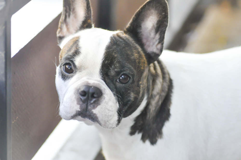 French bulldog with a worried look