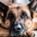 Video of German Shepherd “Adopting” New Dog Mom Is Just Too Cute