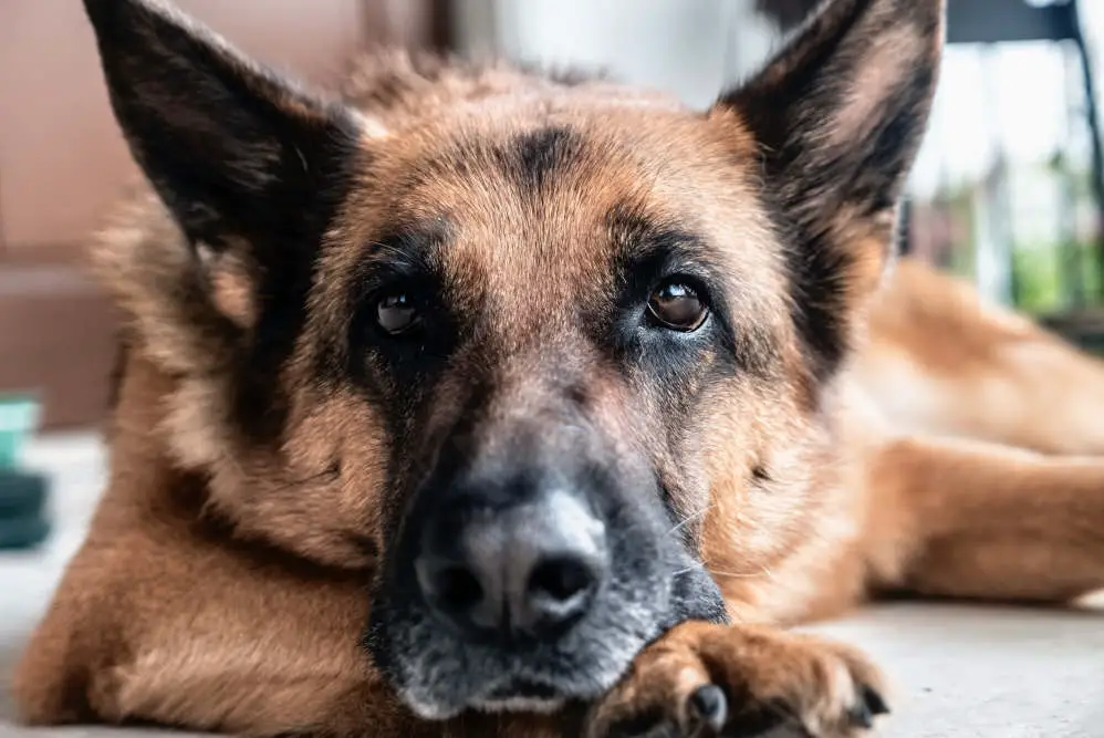 German Shepherd closeup