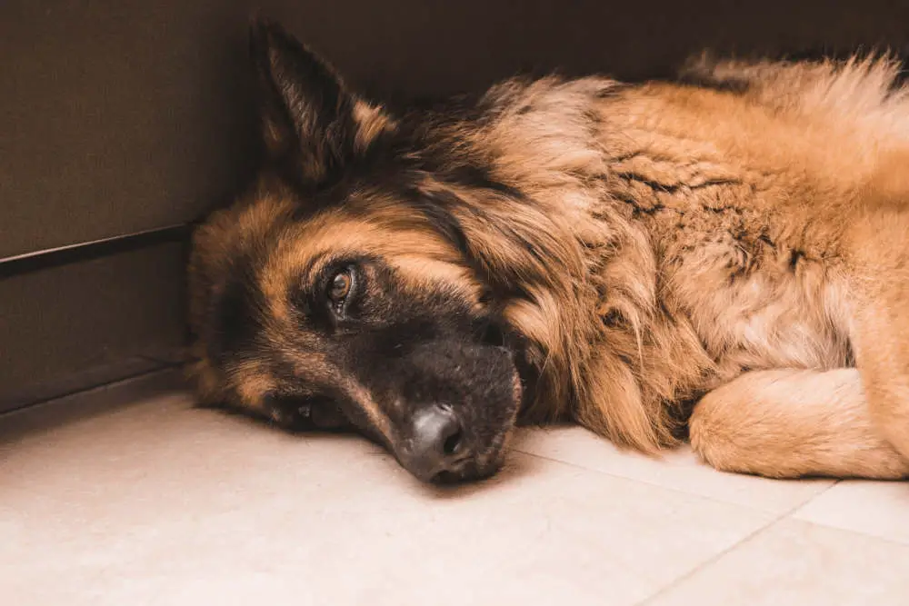 German Shepherd on floor