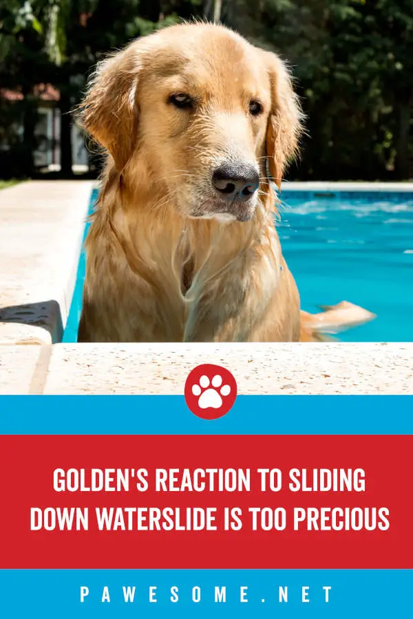 Golden Retriever's Reaction to Accidentally Going Down Waterslide is too Precious