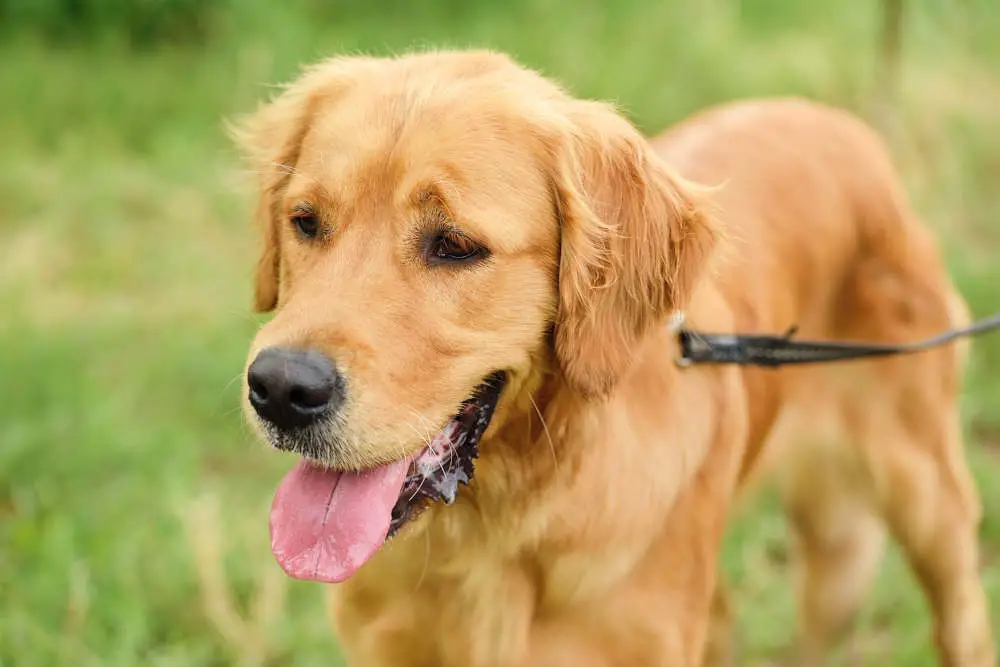 Golden Retriever on leash