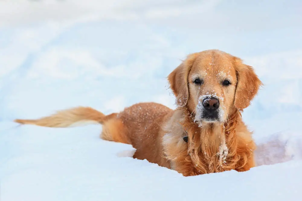 Golden Retriever enjoying the snow
