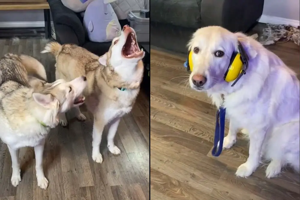 Golden Retriever fed up with Husky howls
