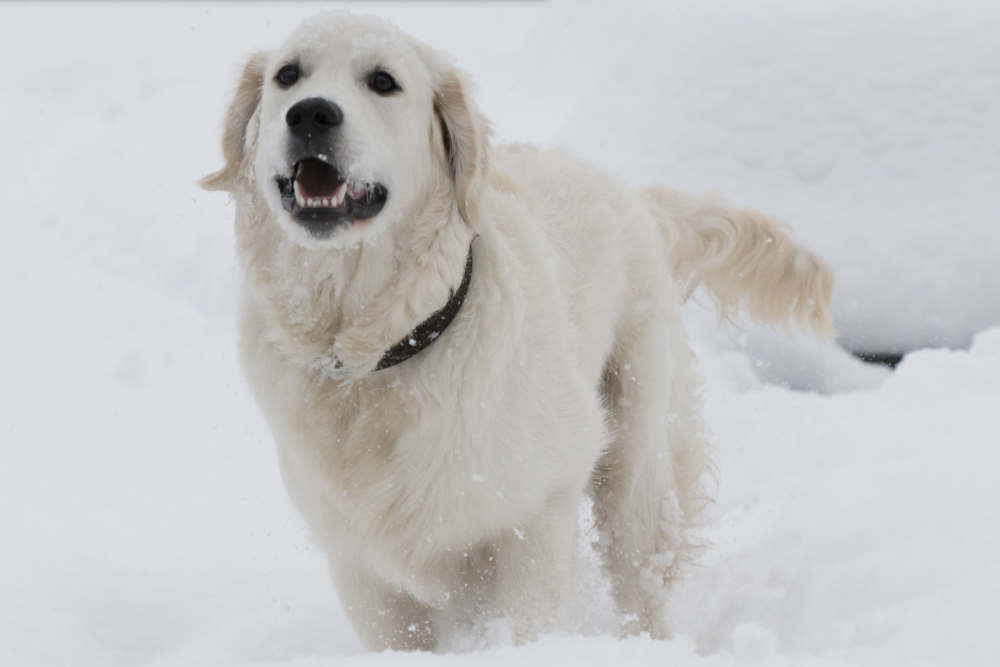 Happy Golden Retriever in snow