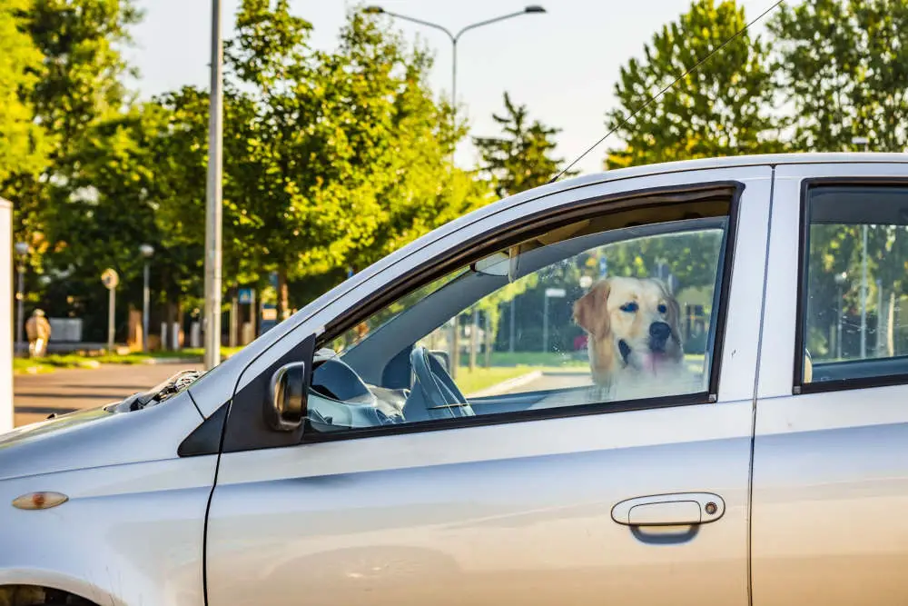 Golden Retriever in car