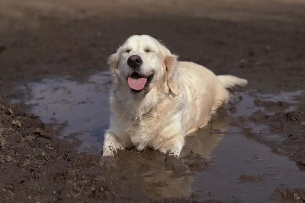 Golden Retriever in mud