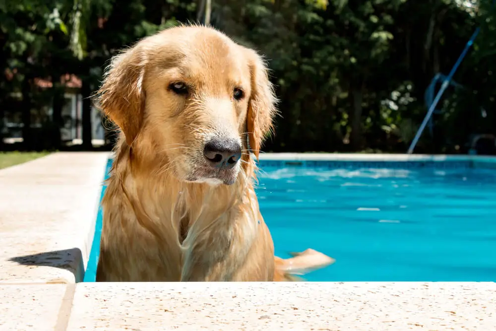 Golden Retriever in a pool