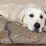 Good Boy Golden Retriever Knows Exactly What Pillows Are For In This Video