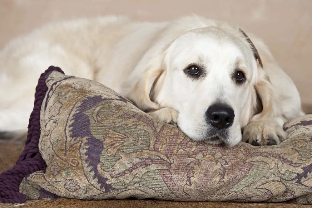 Golden Retriever on a pillow