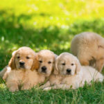 Video of Cat Being Overrun By Golden Retriever Puppies Couldn’t Be Better