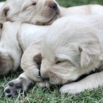 Golden Retriever puppies in grass