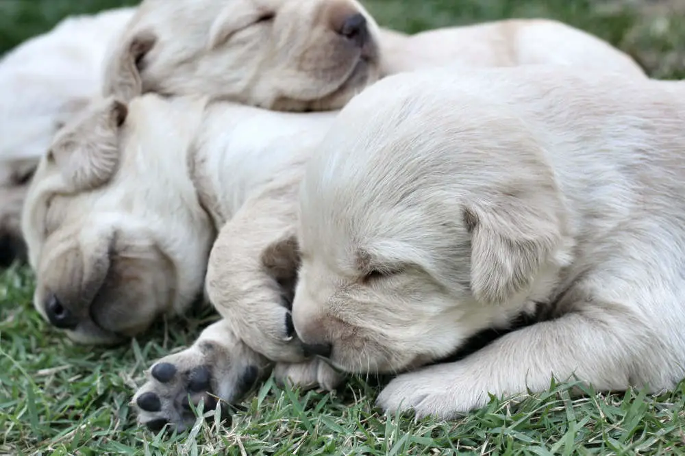 Golden Retriever puppies in grass