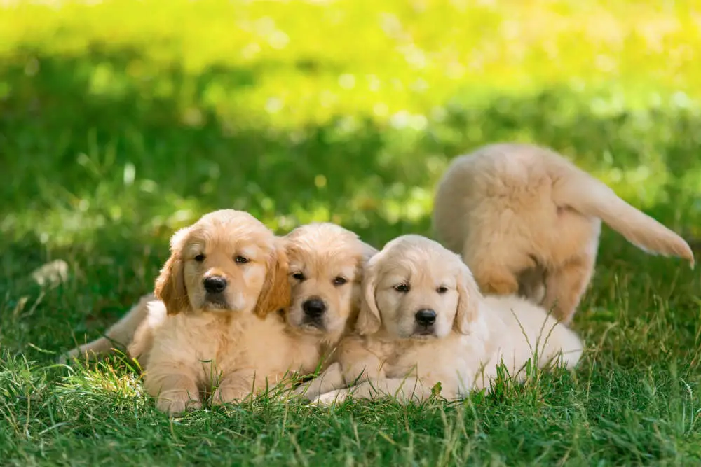 Golden Retriever puppies