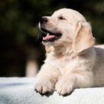 Golden Retriever puppy smiling