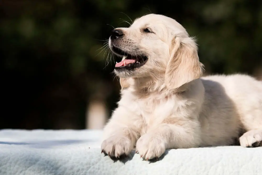 Golden Retriever puppy smiling