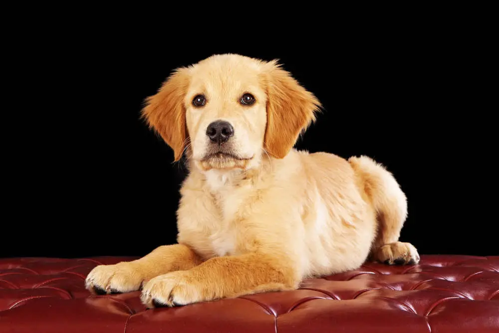 Golden Retriever puppy