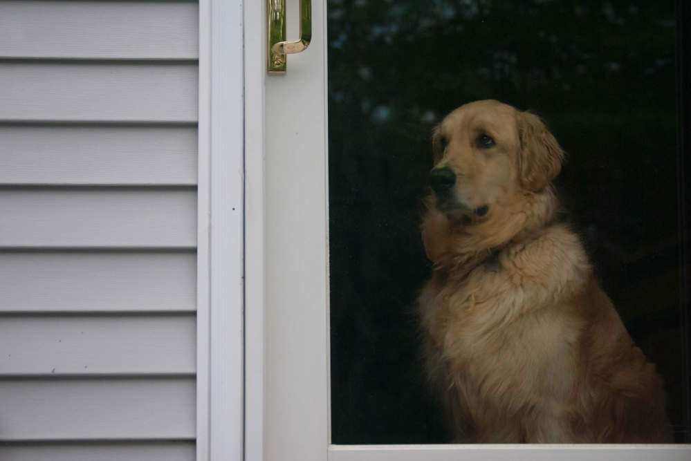 Golden Retriever sad at door