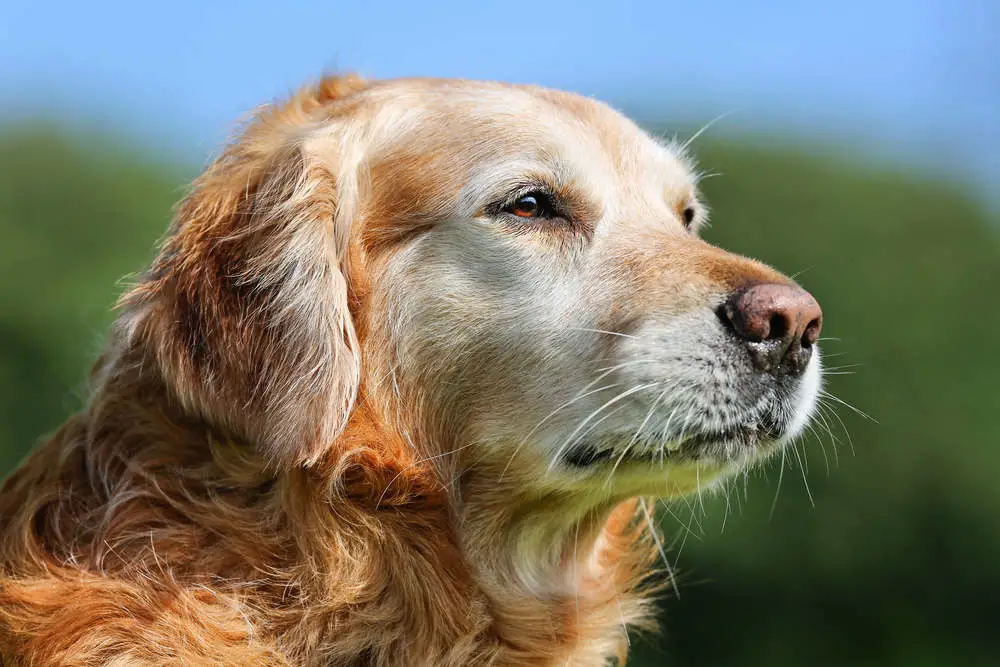 Senior Golden Retriever close up