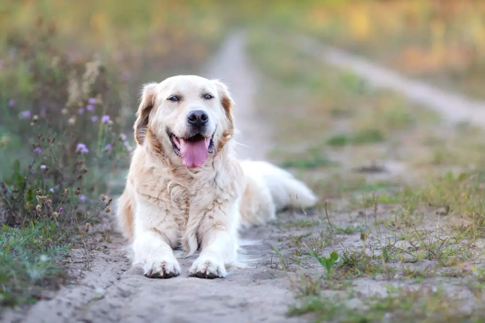 Golden Retriever smiling outside