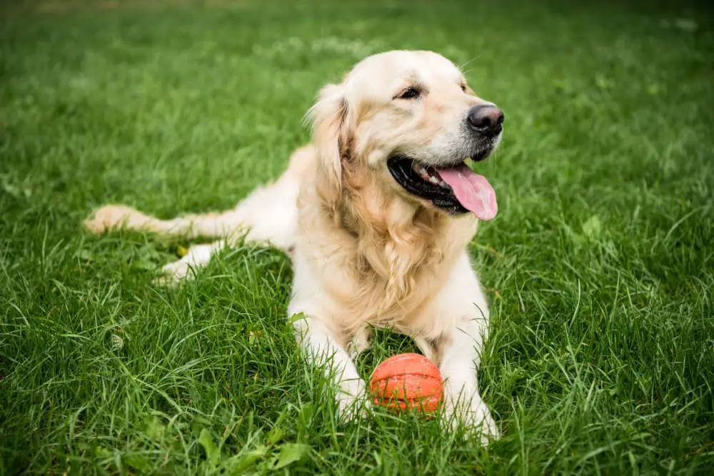 Golden Retriever with ball