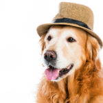 Video of Golden Retriever With So Much Style Wins The Internet