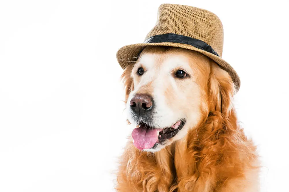 Golden Retriever with hat on