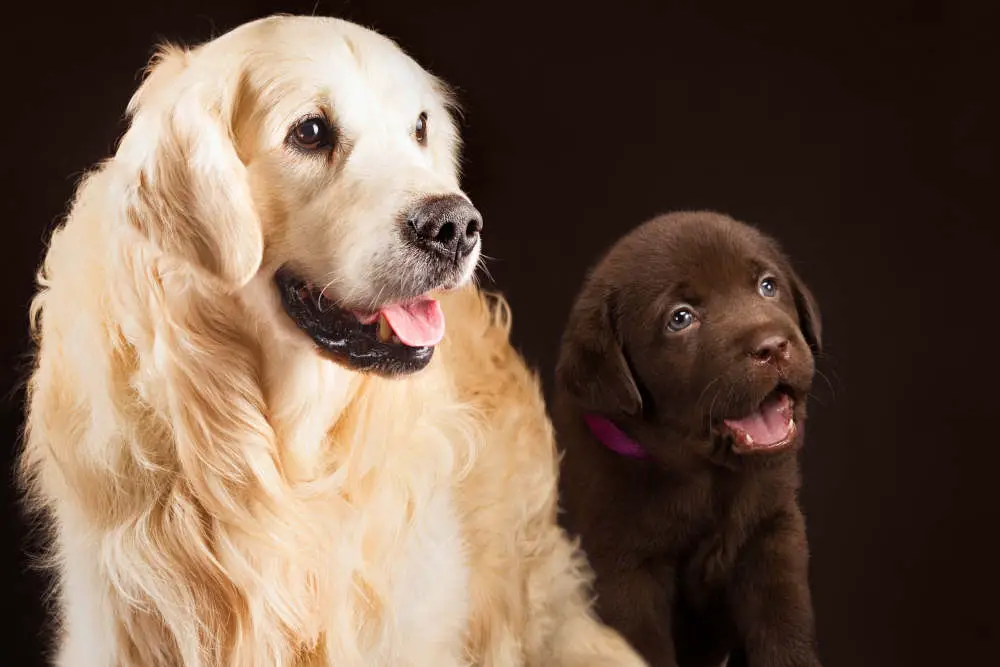 Golden Retriever with puppy