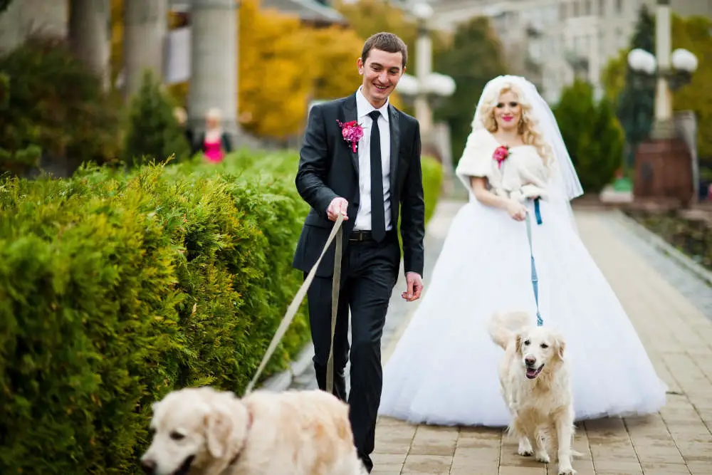 Golden Retrievers with bride and groom