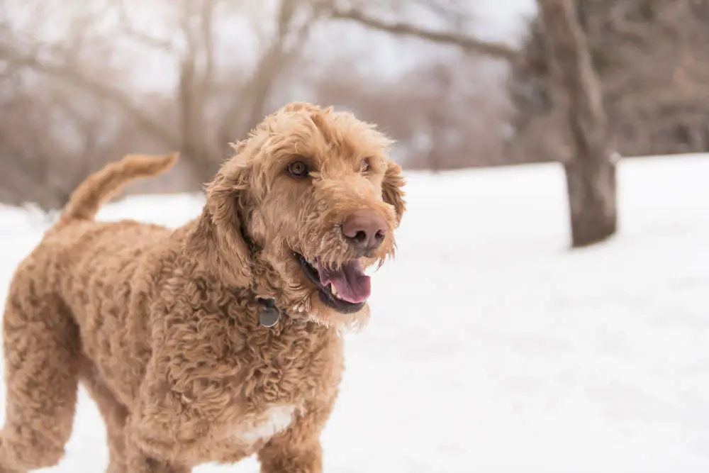 Goldendoodle in the snow